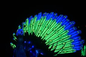 Light Exhibition At The Jardin Des Plantes - Paris