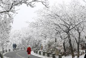 Rime Scenery in Lianyungang