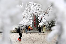 Rime Scenery in Lianyungang