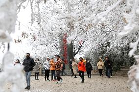 Rime Scenery in Lianyungang