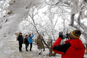 Rime Scenery in Lianyungang