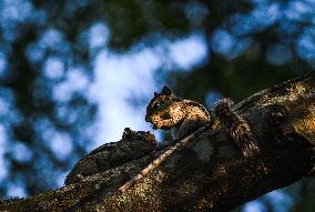 Five-striped Palm Squirrel - Funambulus Pennantii
