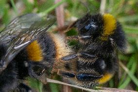 A Mating Pair Of Bumblebees