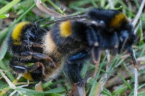 A Mating Pair Of Bumblebees