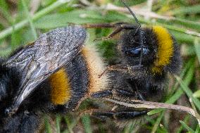 A Mating Pair Of Bumblebees