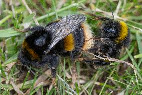 A Mating Pair Of Bumblebees