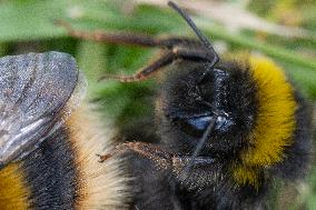 A Mating Pair Of Bumblebees