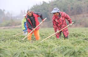 TCM Planting in Huzhou