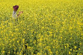 Farmer Works On A Mustard Field - India