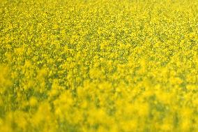 Farmer Works On A Mustard Field - India