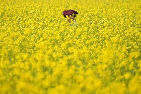 Farmer Works On A Mustard Field - India