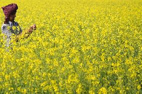 Farmer Works On A Mustard Field - India