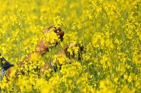 Farmer Works On A Mustard Field - India