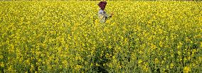Farmer Works On A Mustard Field - India