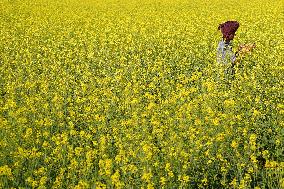 Farmer Works On A Mustard Field - India