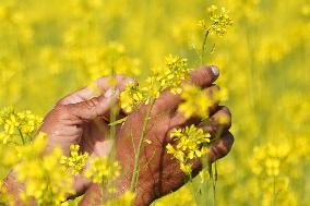 Farmer Works On A Mustard Field - India