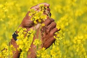 Farmer Works On A Mustard Field - India