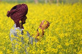 Farmer Works On A Mustard Field - India