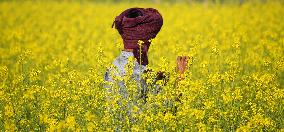 Farmer Works On A Mustard Field - India