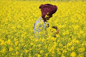 Farmer Works On A Mustard Field - India