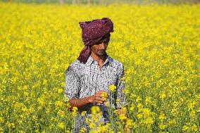 Farmer Works On A Mustard Field - India