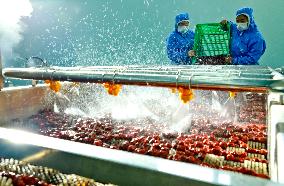 Agricultural Product Processing in Zhangye