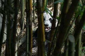 SINGAPORE-GIANT PANDA-LE LE-FAREWELL PARTY