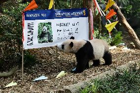 Giant Panda Cub Le Le Final Appearance In Singapore