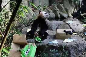 Giant Panda Cub Le Le Final Appearance In Singapore
