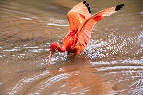 A Fiery Scarlet Ibis Forages in A Wetland in Nanning