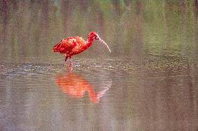 A Fiery Scarlet Ibis Forages in A Wetland in Nanning