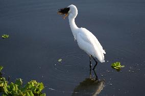 Egret Catches A Fish - India