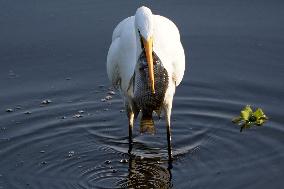 Egret Catches A Fish - India