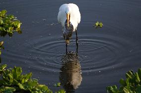Egret Catches A Fish - India