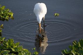 Egret Catches A Fish - India