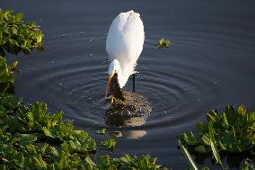 Egret Catches A Fish - India