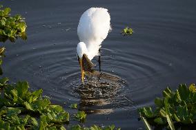 Egret Catches A Fish - India