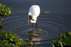 Egret Catches A Fish - India