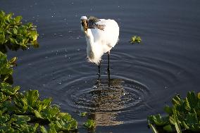 Egret Catches A Fish - India