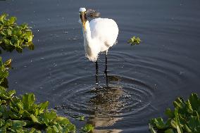 Egret Catches A Fish - India