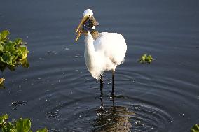 Egret Catches A Fish - India
