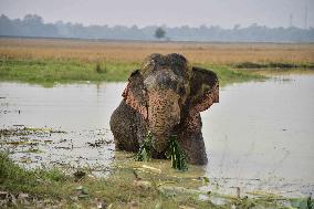 Injured Wild Elephant In Assam