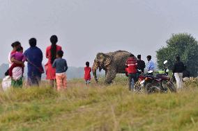 Injured Wild Elephant In Assam