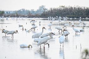 Nanchang Five-star White Crane Reserve