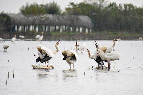 Nanchang Five-star White Crane Reserve