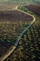 SPAIN-VILLAFRANCA DE LOS BARROS-OLIVE FIELDS