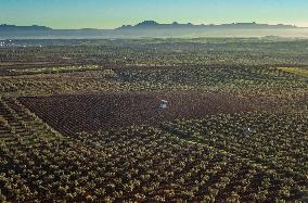 SPAIN-VILLAFRANCA DE LOS BARROS-OLIVE FIELDS