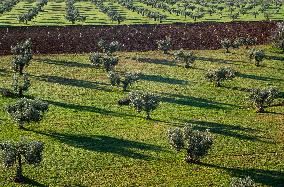 SPAIN-VILLAFRANCA DE LOS BARROS-OLIVE FIELDS