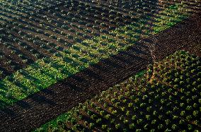 SPAIN-VILLAFRANCA DE LOS BARROS-OLIVE FIELDS