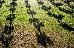 SPAIN-VILLAFRANCA DE LOS BARROS-OLIVE FIELDS